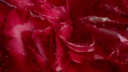 Macro View Pétales de roses avec gouttes de rosée, incroyable fond d'arôme floral de rose