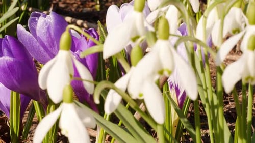 Crocuses and Snowdrops Blooming Close up