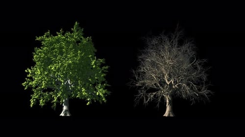 Trees On Black Original