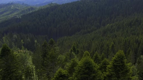 Experience the Scenic Overlook Featuring the Lush and Vibrant Green Forested Hills