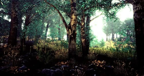 Sunlight Filtering Through Trees in a Lush Forest During the Early Morning