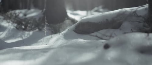 Sun shining onto snow covered forest ground in winter