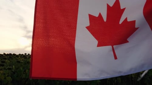Canadian Flag Waving in Sunflower Field at Sunset