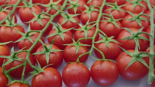 Close Up of Red Cherry Tomatoes on Vine