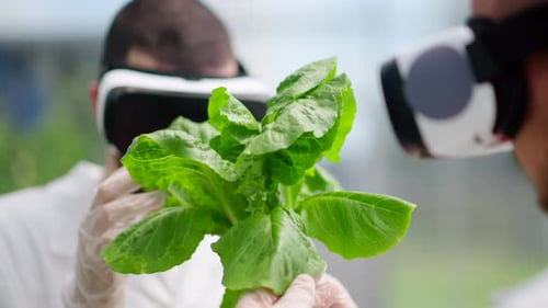 Scientists Examining Lettuce with VR Headsets in Lab