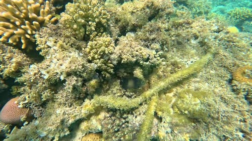 Beautiful coral reefs and fish of the Red Sea