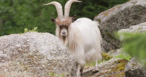 Majestic Mountain Goat Standing amongst Rocks in Wilderness