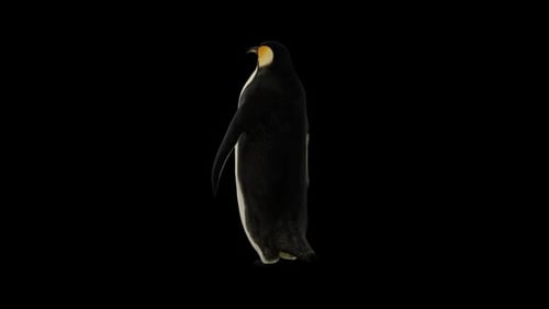 Pingouin animé debout avec son dos et agitant des nageoires