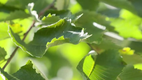 Closeup on pretty green tree leaves in the sunshine on a beautiful day.