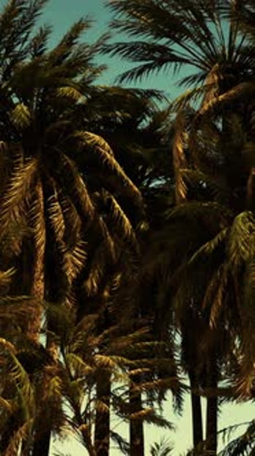 Underside of the Coconuts Tree with Clear Sky and Shiny Sun