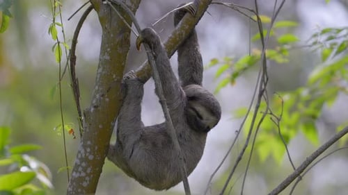 Hanging Sloth Posing in Rainforest Canopy