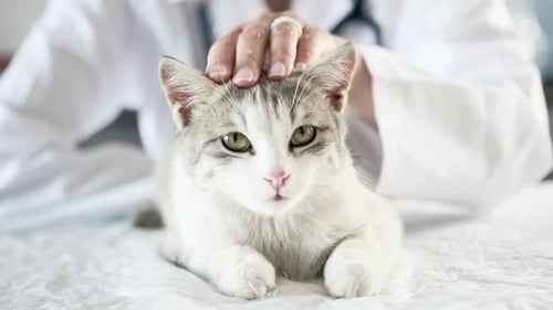 Cat Gets Comforted at the Veterinarian