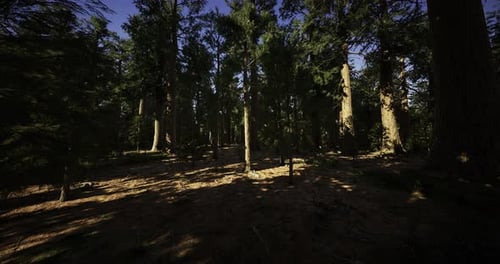 Mystical Forest Bathed in Dappled Sunlight Reveals Hidden Wonders