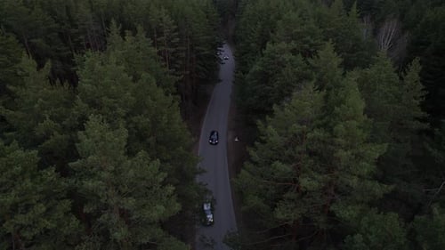 Cars Drive Through The Forest