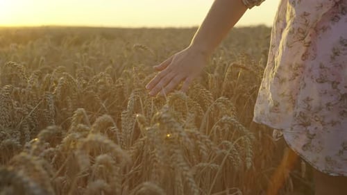 Closeup of a Woman's Hand Touching Ears of Wheat in a Field