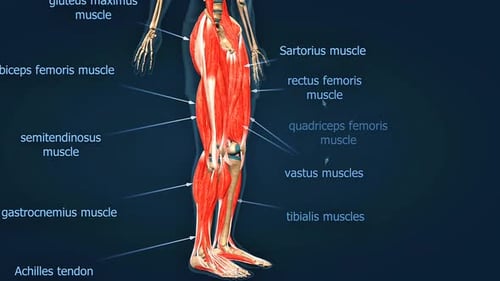 3D Human Leg Muscles Anatomy Rotation with Labels