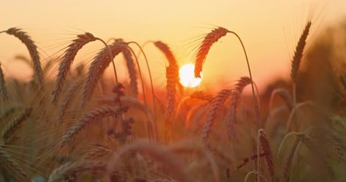 Amazing Magic Golden Sunlight on Field of Wheat