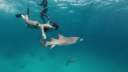 Woman petting Shark in Tropical Waters