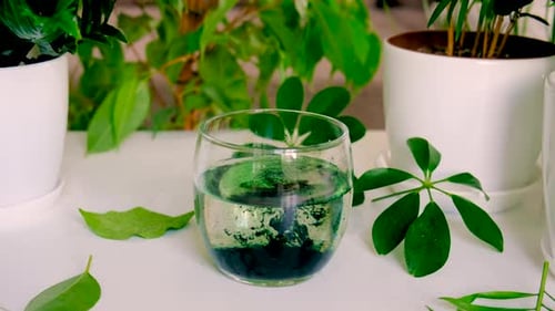 Liquid Chlorophyll in a Glass