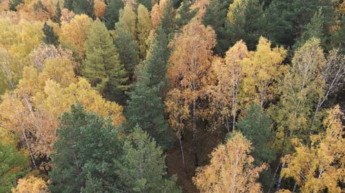 Colourful Autumn Colours in Forest Form Above Captured with a Drone