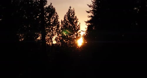 Sunset Through Pine Forest Silhouettes in Mountain Wilderness