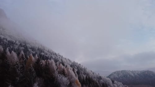 Aerial View of Frozen Winter Trees in the Forest