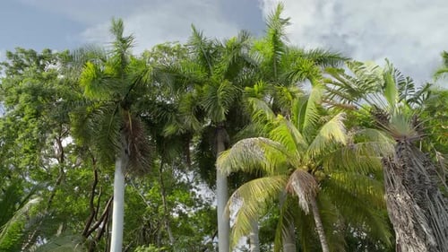 zoom out of palms on an island