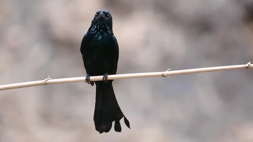The Hair-crested Drongo or is a bird in Asia from the family Dicruridae which was conspecific with D