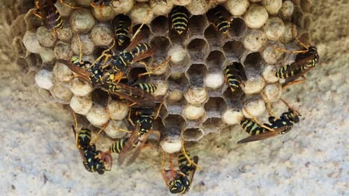 Ein Makro eines kleinen Wespennestes