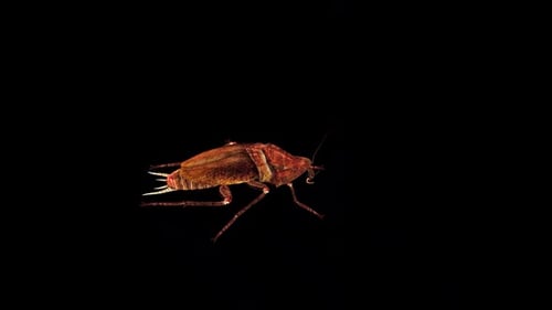 3D Animated Cockroach Walking Loop