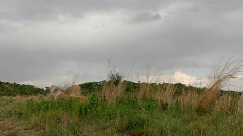 Niedrigwinkelaufnahme eines Paares ruhender Löwinnen im Graslandgebiet im Wildreservat