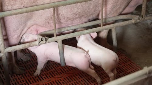 Des petits porcelets roses boivent du lait de truie