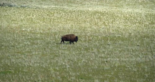 Buffalo Grazing Slowly in Summer Field