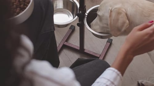 Owner Feeding Dog at Home