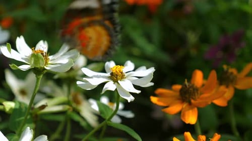 Closeup of Vibrant Butterfly Perched on White Flower Surrounded By