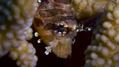 Beautiful juvenile lionfish closeup shot of fish in the corals.
