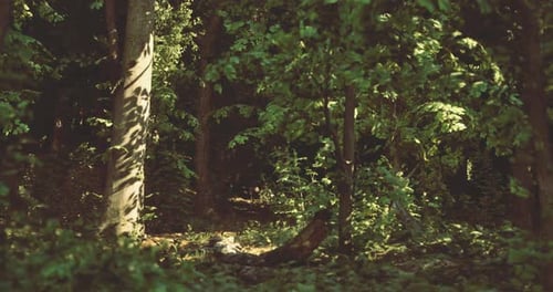 Exploring a Lush Forest with Vibrant Greenery and Dappled Sunlight
