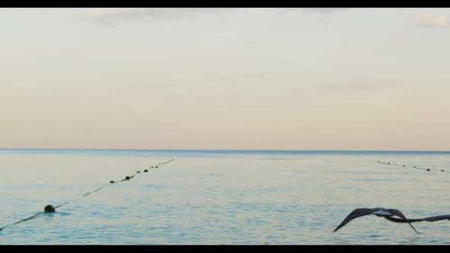 Die Landschaft des Meeres über dem Wasser ist voller Möwen, die den Sonnenuntergang, den Sommer, die Natur, Fische, Tiere überfluten.