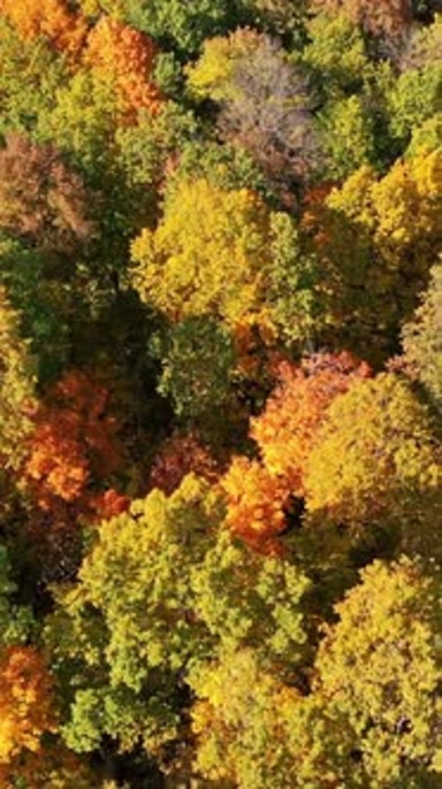Texture of forest view from above. Vertical video