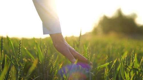 Close Up of Male Hand Running Gently Over Unripe Spikelets Wheat Field
