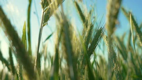 Green Barley Ear with Ripening Grain Swaying in Wind Against Blue Sky Background