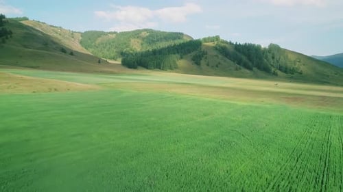 Low Altitude Aerial Over a Green Field Between the Hills and Trees Beautiful Summer Landscape