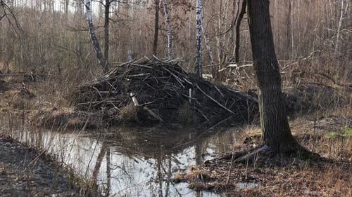 A beaver dam constructed of sticks and branches sits in a shallow stream