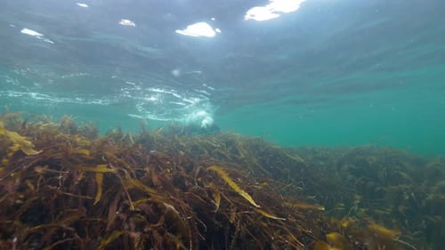Grey Seal Gliding Past Kelp on the Seafloor — Natural Cold-Water Marine Behavior in Percé Captured