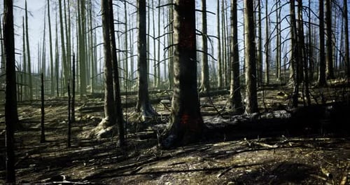 Forest Recovery After Wildfire Shows Signs of New Growth and Resilience