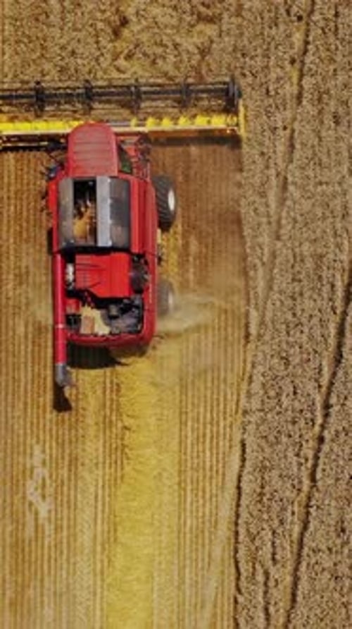 Agriculture. Combine harvester working in wheat field. Aerial view. Vertical video
