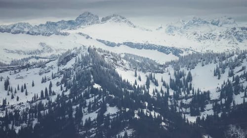 Pine forest stands on the snow-covered crest of the mountain ridge in the Austrian Alps. Aerial view