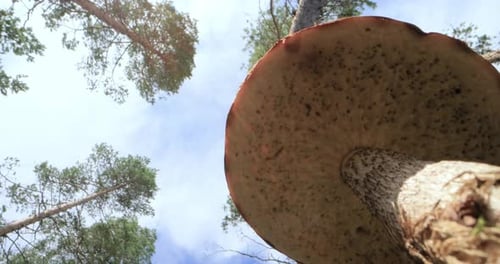 Bottom up view. A noble, royal mushroom. White mushroom boletus.