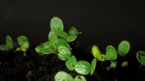 Growing seeds rising from soil time lapse 4k footage.