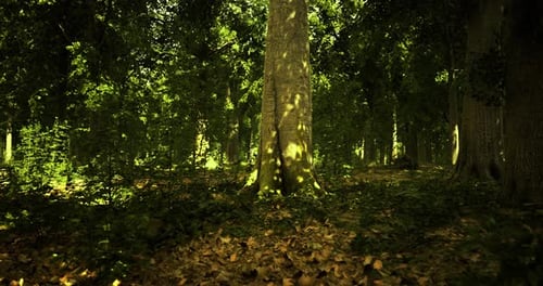 Paisaje forestal con luz solar filtrándose a través de un denso follaje al mediodía